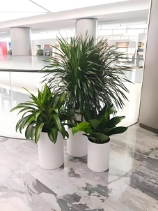 北仑植物租赁价格实惠